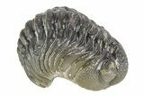 Long Curled Morocops Trilobite - Morocco #252665-2